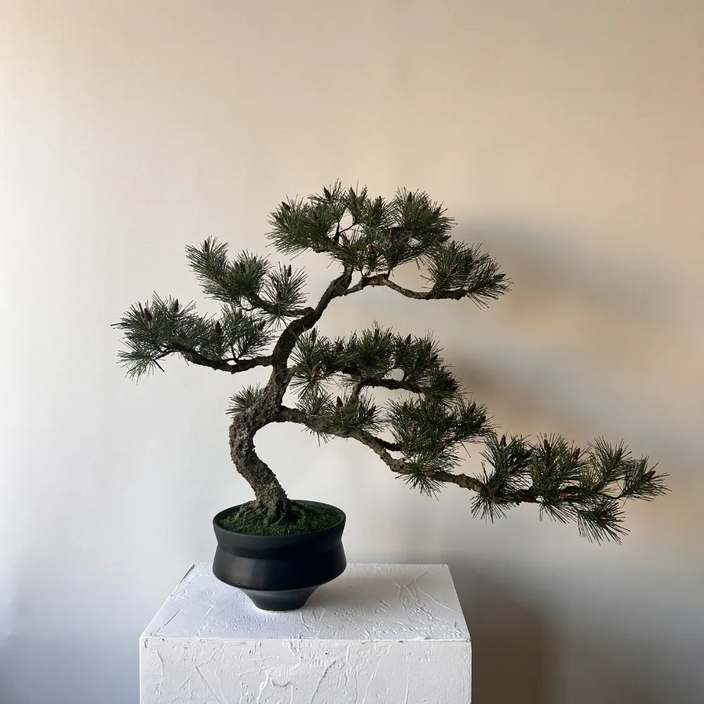 花季の盆栽｜黒鉢に仕立てた松の盆栽