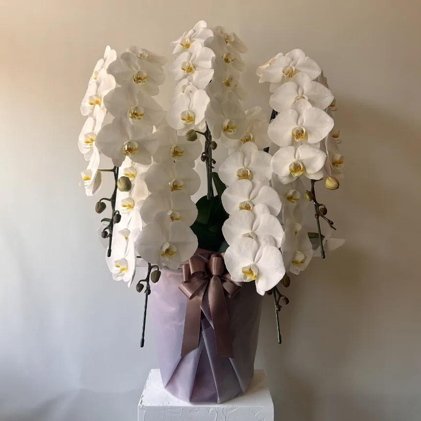 花季の胡蝶蘭｜白い大輪の胡蝶蘭のギフト